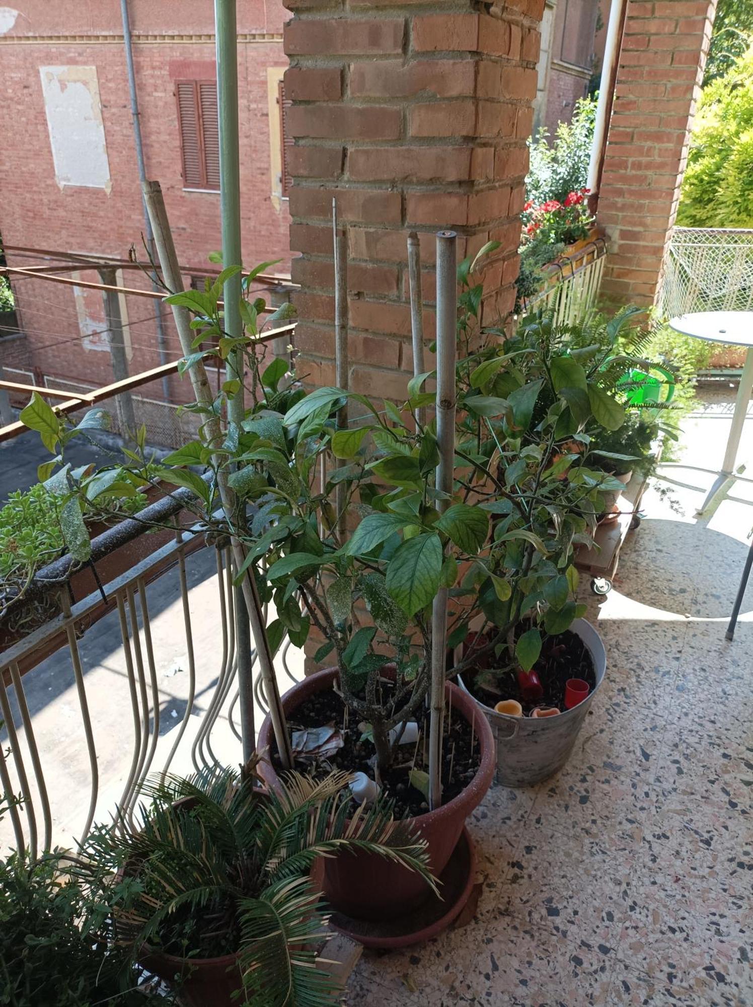 Apartamento Boh & Boh A Casa Di Luca And His Cats Perugia Exterior foto